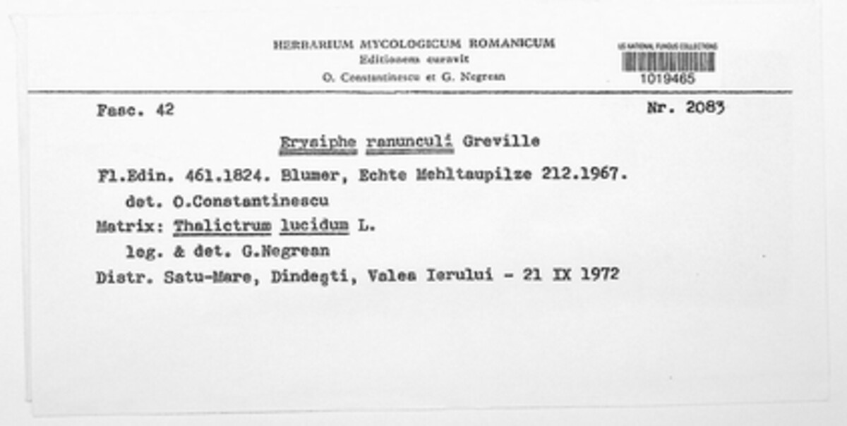 Erysiphe aquilegiae image